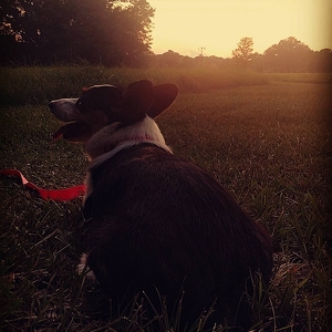 Fundraising Page: Dawn Rodgers